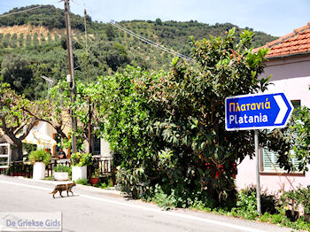Leuk dorpje Patelari bij Platanias en Stalos foto 4  | Chania | Kreta