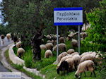 Traditioneel dorp Deliana | Chania Kreta | Foto 15
