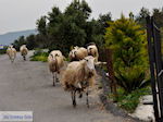 Traditioneel dorp Deliana | Chania Kreta | Foto 16