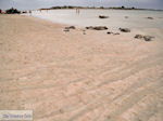 Zandstrand Elafonisi (Elafonissi) | Chania Kreta | Foto 12