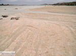 Zandstrand Elafonisi (Elafonissi) | Chania Kreta | Foto 13