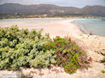Zandstrand Elafonisi (Elafonissi) | Chania Kreta | Foto 49