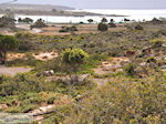Zandstrand Elafonisi (Elafonissi) | Chania Kreta | Foto 78
