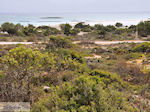 Zandstrand Elafonisi (Elafonissi) | Chania Kreta | Foto 79
