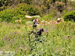 Falassarna (Falasarna) Chania Kreta | Griekenland | Foto 29