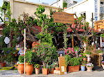 Georgioupolis | Chania Kreta | Foto 19