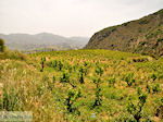 Archanes Kreta | Griekenland | De Griekse Gids foto 13