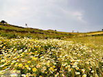Archanes Kreta | Griekenland | De Griekse Gids foto 17