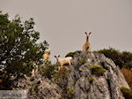 Kourtaliotiko Kloof Kreta | Griekenland | De Griekse Gids foto 4