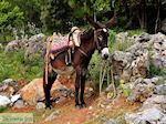 Lassithi vlakte Kreta | Griekenland | De Griekse Gids foto 28