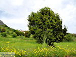 Lassithi vlakte Kreta | Griekenland | De Griekse Gids foto 34