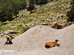 Samaria Kloof | Kreta | Griekenland foto 6