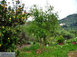 Traditioneel dorp Topolia | Chania Kreta | Foto 14
