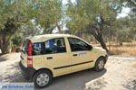 Gele Fiat Panda tussen de olijfbomen | Zuid Kreta | De Griekse Gids